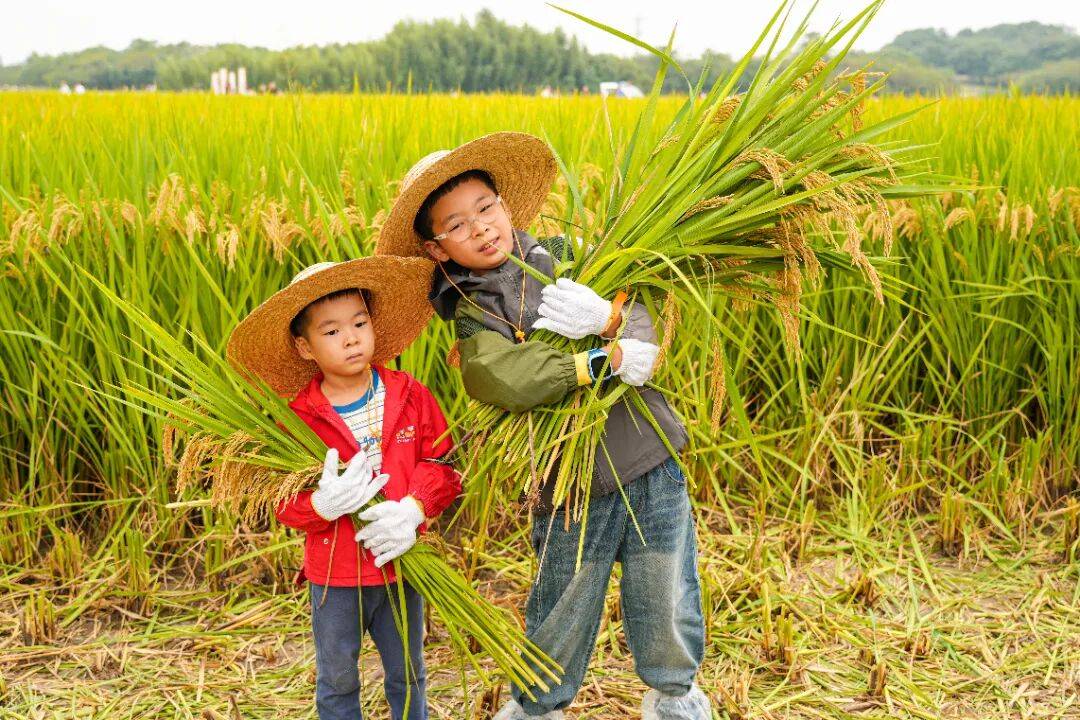 良渚遇“稻”<strong></p>
<p>注册邀请码</strong>你 ｜ 秋季活动正当时