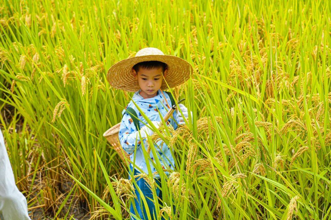 良渚遇“稻”<strong></p>
<p>注册邀请码</strong>你 ｜ 秋季活动正当时