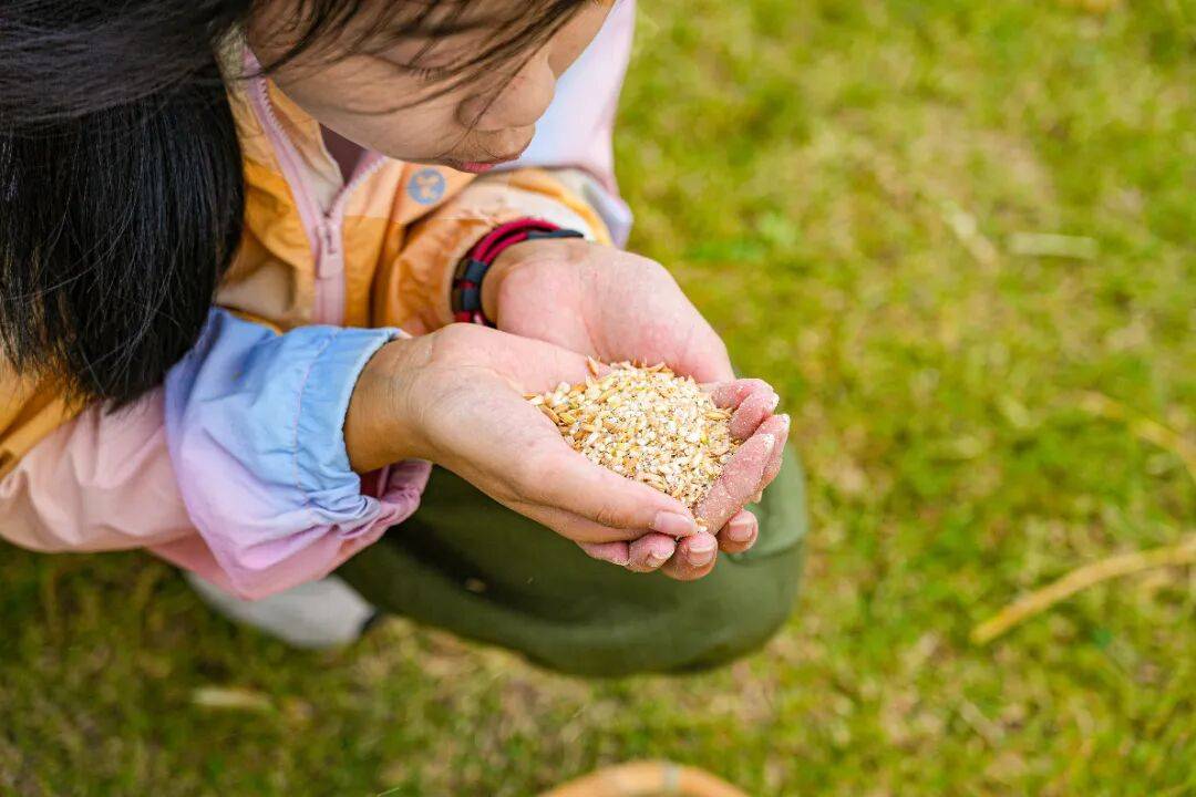 良渚遇“稻”<strong></p>
<p>注册邀请码</strong>你 ｜ 秋季活动正当时