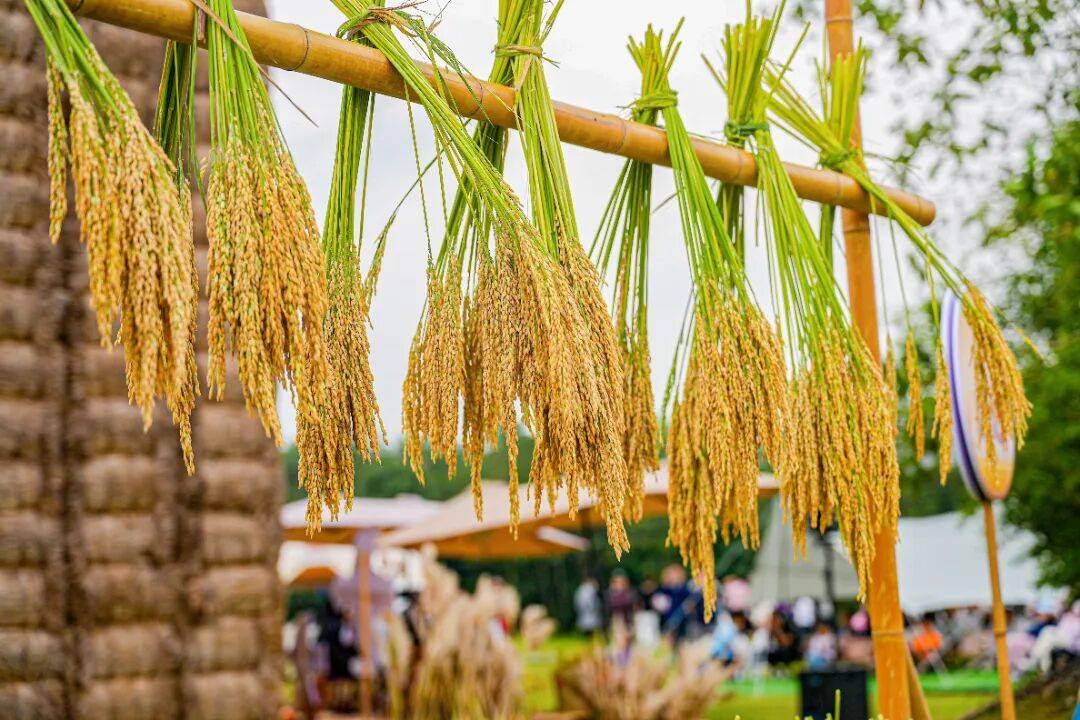 良渚遇“稻”<strong></p>
<p>注册邀请码</strong>你 ｜ 秋季活动正当时