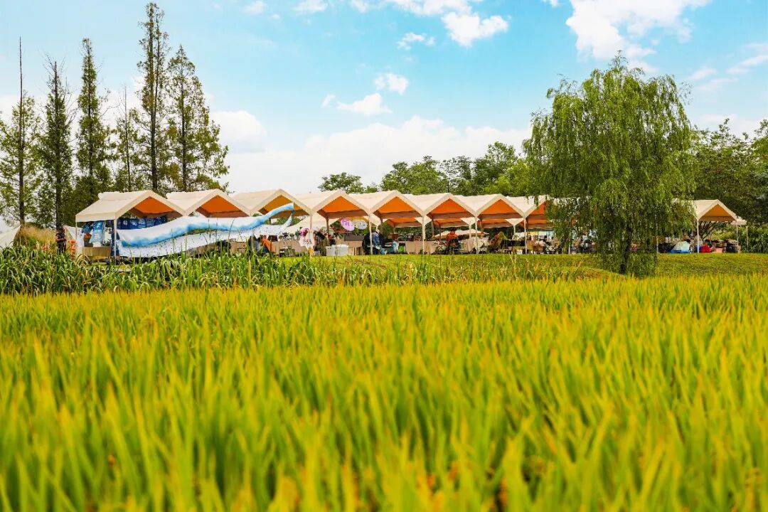 良渚遇“稻”<strong></p>
<p>注册邀请码</strong>你 ｜ 秋季活动正当时