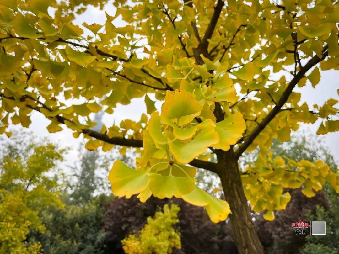 银杏金黄<strong></p>
<p>东方雨虹股票</strong>！铺满焦作的秋天！