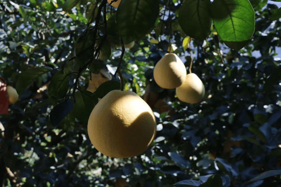 霜降至<strong></p>
<p>东方雨虹股票</strong>，气温会有反转吗？