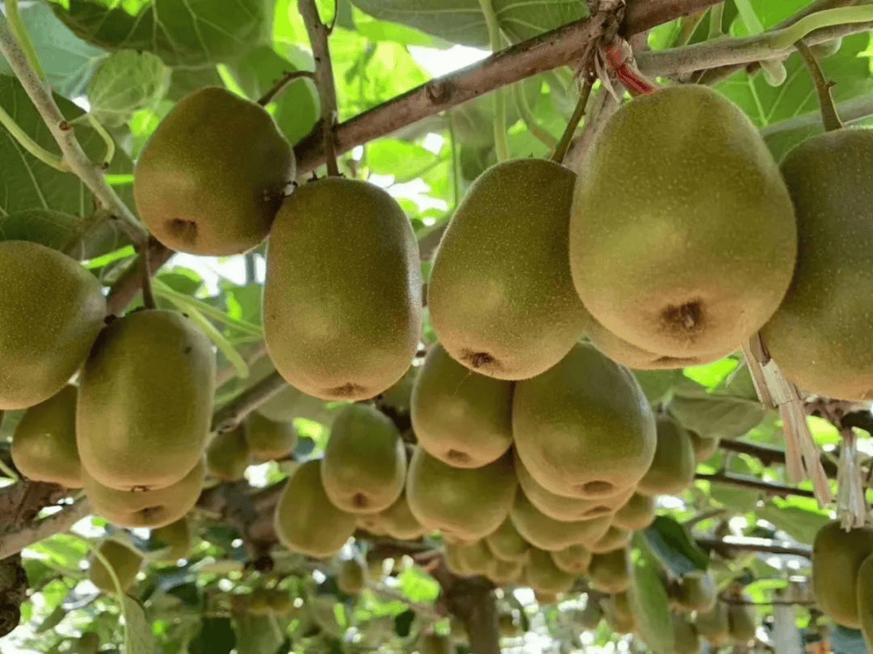 霜降至<strong></p>
<p>东方雨虹股票</strong>，气温会有反转吗？