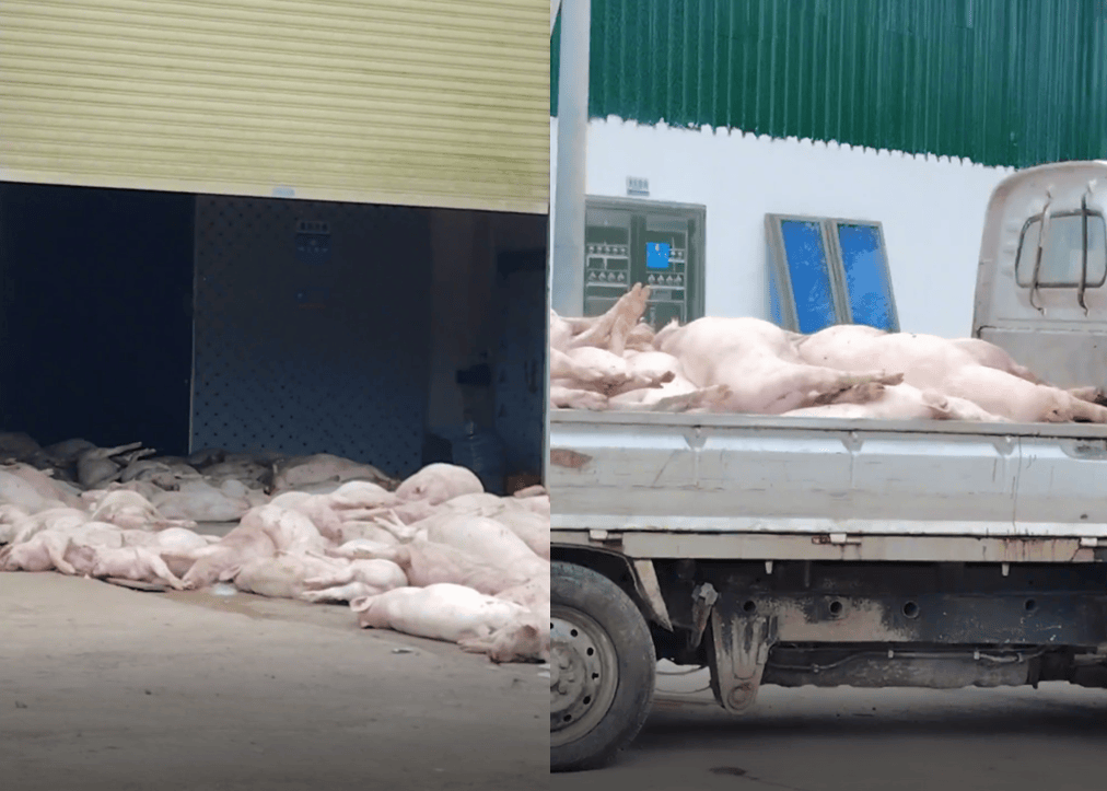 广东一食品企业出现大量死猪事件追踪：公安部门介入侦办，企业负责人被控制