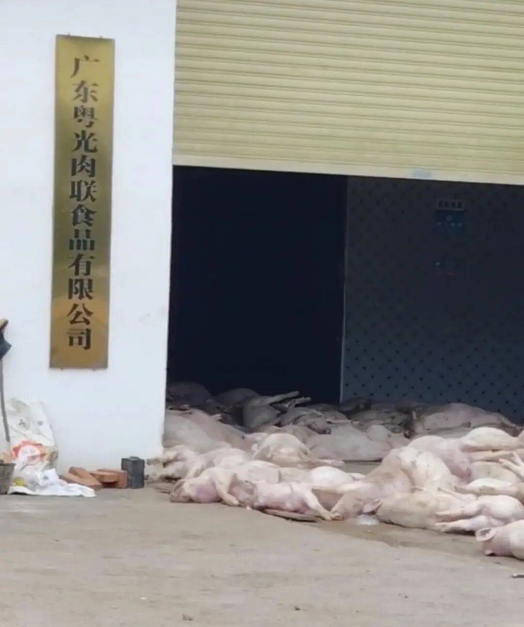 广东一肉联公司门口堆满死猪<strong></p>
<p>同仁堂股票</strong>,官方:7人被控制