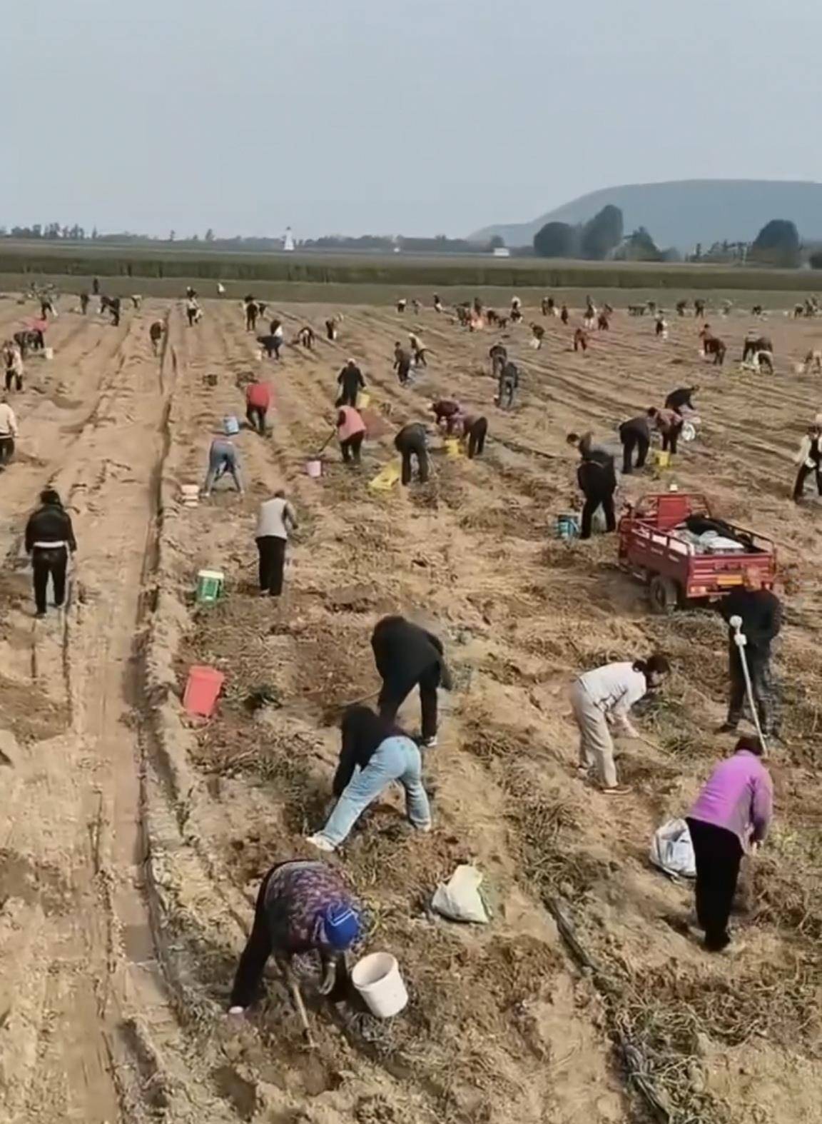 数百人冲进地里捡红薯<strong></p>
<p>恒生电子股票</strong>,田主称是秋收剩下的,网友:免费翻地,利人利己