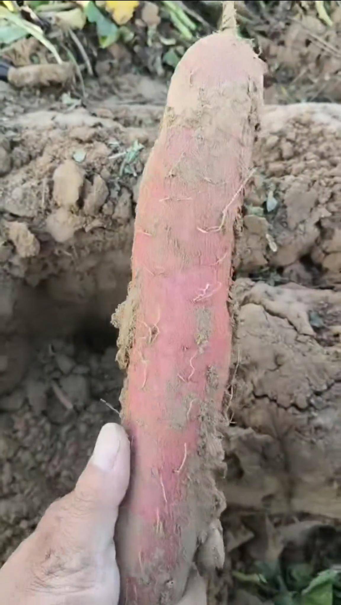 数百人冲进地里捡红薯<strong></p>
<p>恒生电子股票</strong>,田主称是秋收剩下的,网友:免费翻地,利人利己