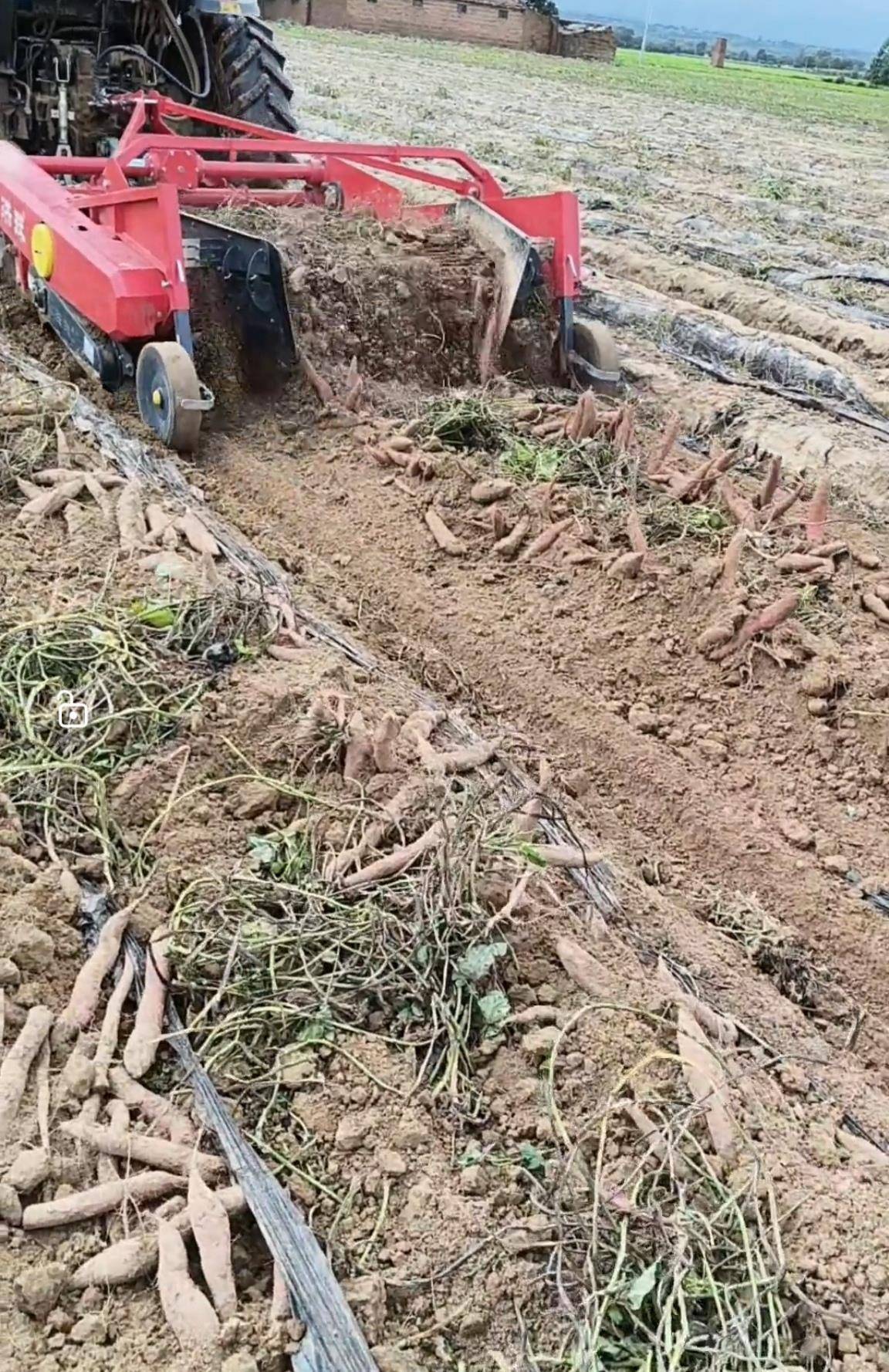 数百人冲进地里捡红薯<strong></p>
<p>恒生电子股票</strong>,田主称是秋收剩下的,网友:免费翻地,利人利己