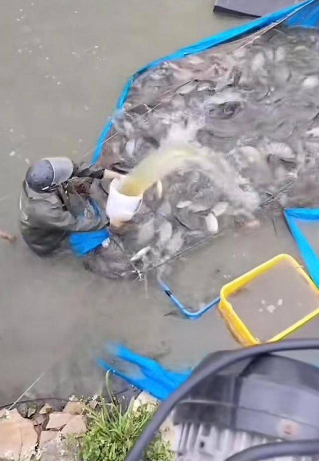 水产市场“麻醉鱼”调查:有商家称麻药有味会换水再卖<strong></p>
<p>中国中铁股票</strong>,有无危害尚不明