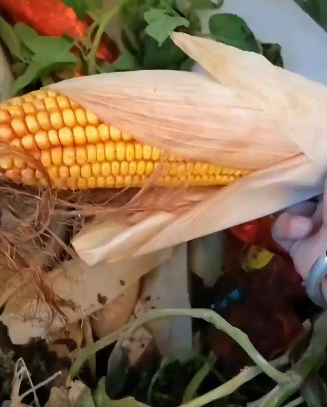 女子疑因拍亲姑姑偷玉米遭姑父棍杀<strong></p>
<p>高新兴股票</strong>,邻居欲报警也遇害