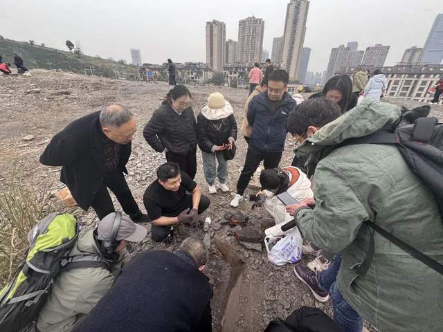 重庆多人携工具到一空地挖“化石”<strong></p>
<p>上海电气股票股吧</strong>,记者目睹市民现场挖出小贝壳,官方:正在核实