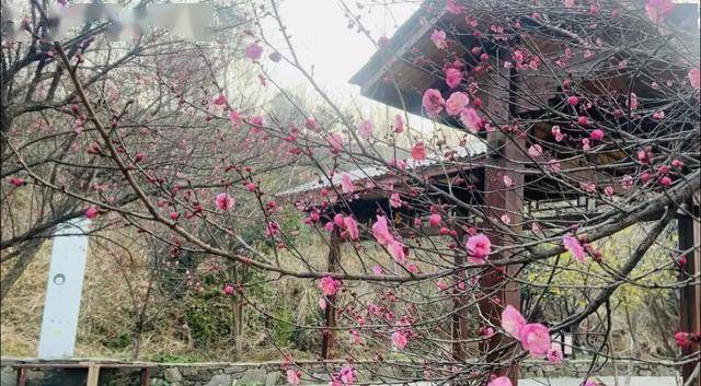 太突然!武汉正大量出现<strong></p>
<p>阿里股票</strong>,不用等到春节