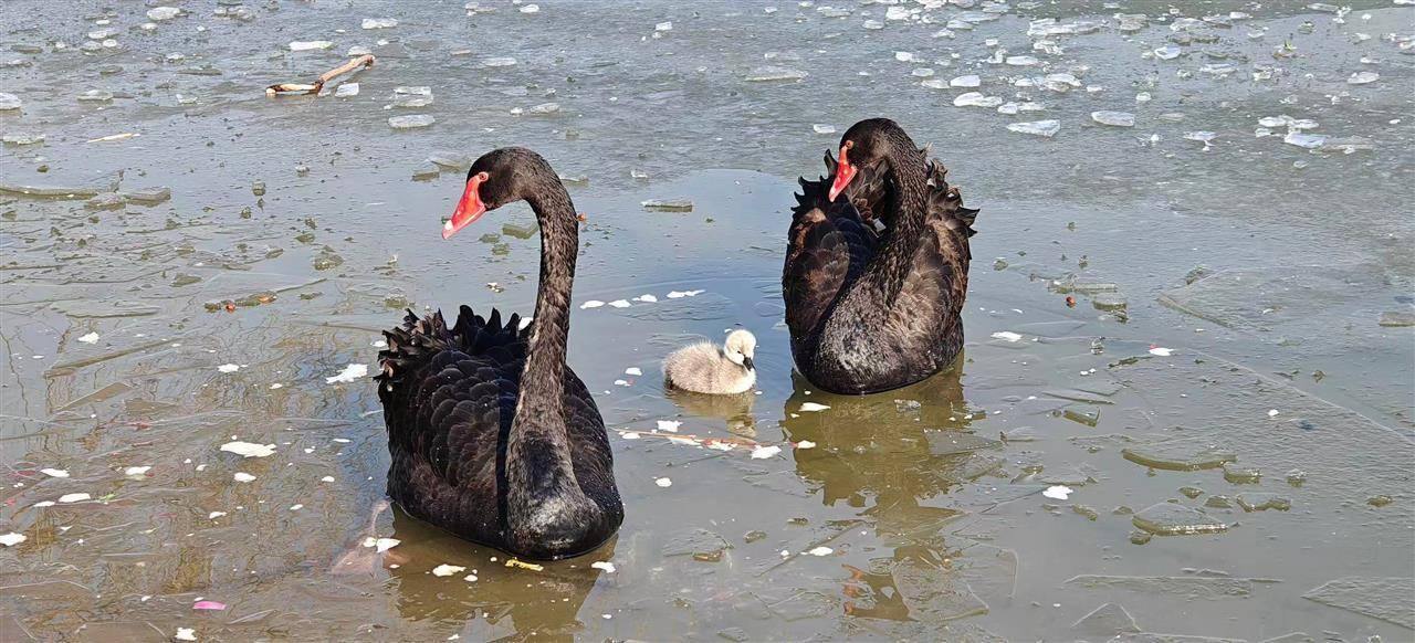 多只小天鹅被冻在公园冰面死亡？园方：已接到意见<strong></p>
<p>拼多多股票</strong>，将进一步反馈