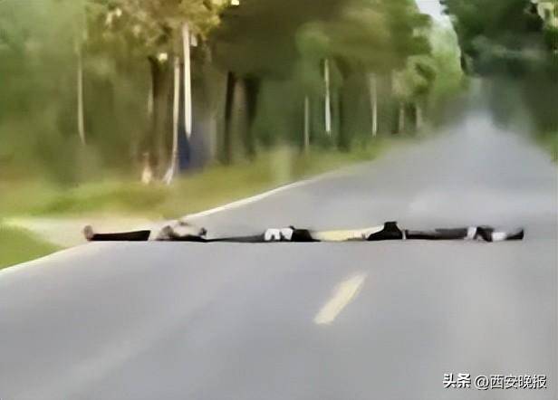 四名儿童排队横躺马路上扮演“减速带”<strong></p>
<p>国电电力股票</strong>，司机：“远看以为是塑料袋”