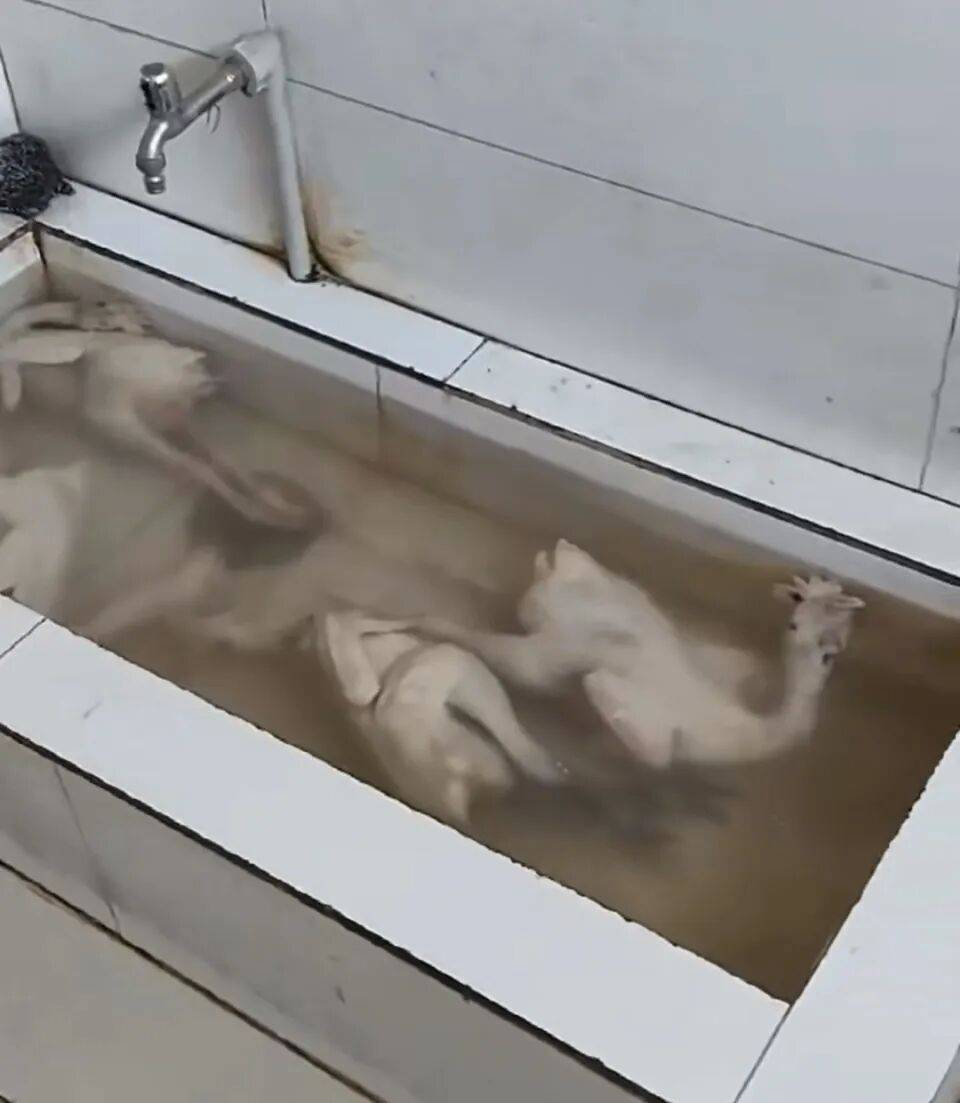 “泡一泡继续卖”<strong></p>
<p>长春燃气股票</strong>，网友称江苏一超市厕所水池中浸泡了4只冷冻鸡，超市：视频系被劝退员工发布；市监局回应