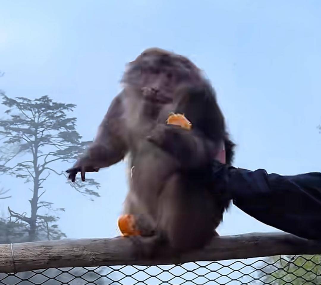 猛推峨眉山猴子的男子已致歉<strong></p>
<p>股票开户</strong>，三年内禁止进入景区！猴子没事